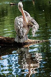 Steam特别好评城市建造游戏《堡垒：猎鹰战纪》发布全新免费DLC预告片